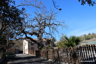 Roverella di Tremonti